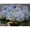 hortensia M CH VERE BL CL - Kwekerij De Kloe