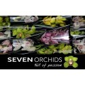 orchidé T varié - Seven Orchids