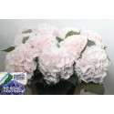 hortensia M CH SW VERENA - Ko Kolk