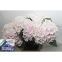 hortensia M CH SW VERENA - Ko Kolk