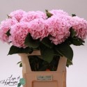 hortensia M CH VERENA - De Munck...