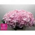 hortensia M CH VERENA - Bibo Flowers