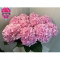 hortensia M CH VERENA - A.L.A. Vollering