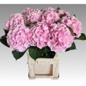 hortensia M CH VERENA - Sunny Orchids