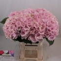 hortensia M CH VERENA - Olieman BV