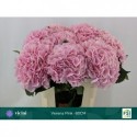 hortensia M CH VERENA - Kwekerij Vicini