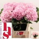 hortensia M CH VERENA - H.S. Flowers BV