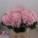 hortensia M CH VERENA - Olieman BV