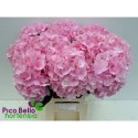 hortensia M CH VERENA - Pico Bello Hortensia