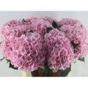 hortensia M CH VERENA - Bibo Flowers