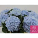 hortensia M CH VERENA BL - Bibo Flowers
