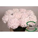hortensia M CH SW VERENA - Sonneveld...