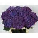 hortensia M CH MON AMO PA - Kwekerij Duynveld