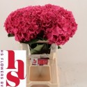 hortensia M CH RODEO RD - H.S. Flowers BV