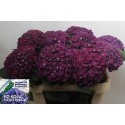 hortensia M CH MON AMO PA - Ko Kolk
