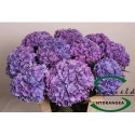 hortensia M CH RODEO PA - Sonneveld Hydrangea