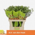 ANIGOZ OV - A.H. van den Haak