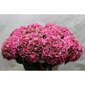 hortensia M CH RODEO CL - Horst Hortensia