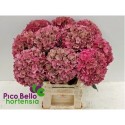 hortensia M CH RODEO CL - Pico Bello...