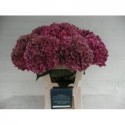 hortensia M CH RODEO CL - W.G. vd Jagt &...