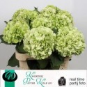 hortensia M CH SW VERE CL - Pieter Kolk