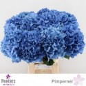 hortensia M CH PIMPERNEL - Peeters...