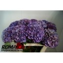 hortensia M CH RODEO CL - Roma Snijhortensia