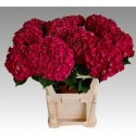 hortensia M CH MON AMOUR - Sunny Orchids
