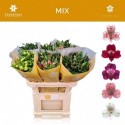 ALSTR varié au bac - Tesselaar Alstroemeria