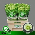 lysianthus G ROSI vert - Kwekerij Lion-STAR