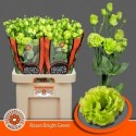 lysianthus G ROSAN BR vert - Kwekerij...