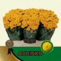 CHR S AAA AURINKO - Hans&Ruud Hendriks