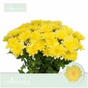 deco BALTICA YELLOW - Fleuriginals