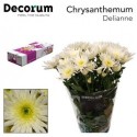 deco DELIAN blanc - Decorum van Dijk Flowers