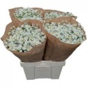 matricaire PA SINGLE VEGMO - Bloemenkw de...