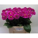 DAHL BALL PURPLE FOX - .