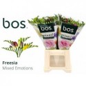 freesia varié - Bos - Freesia