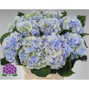 hortensia M CH VERENA BL CL - .