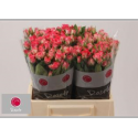 R branchue FIREWORKS - .