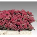 SEDUM MAGICAL LIZZY - .