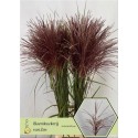 Miscanthus Rotfeder - Hollande