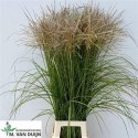 Miscanthus Sinensis - Hollande