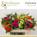 celosie créte varié - .