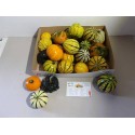 Cucurbita pepo - Ha-Vo
