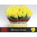 R GR MINION ROSE - .