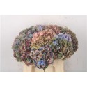 hortensia FR DOORGEKLEURD - .