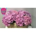 hortensia M ROY BENEFIT - .