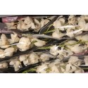 orchidé T WINTERBIRD EARLY 80CM - .