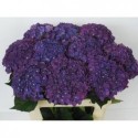 hortensia M CH MON AMO PA - Kwekerij Duynveld