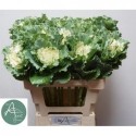 choux CRANE RU blanc - van Aert Flowers